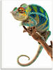 Artland Glasbild »Ambanja Panther Chamäleon«, Reptilien, (1 St.), in verschiedenen