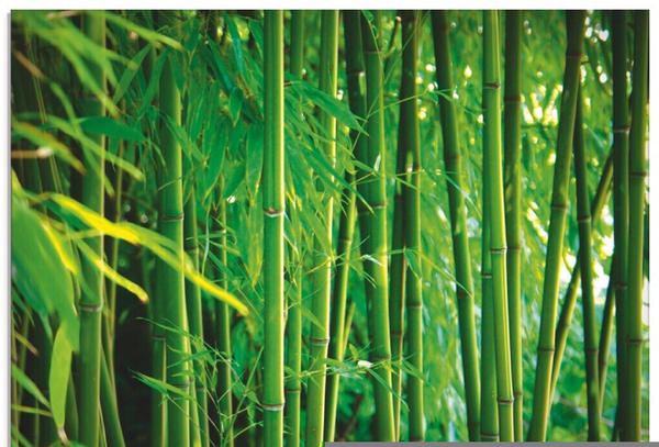 Art-Land Bambus 80x60cm (37444745-0)