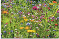 Artland Wandbild "Bunte Blumenwiese" Blumenwiese 1 Stk. tlg. f&uuml;r Innen- und