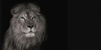Bönninghoff Löwe 100x50cm (74858552-0)