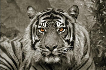Bönninghoff Tiger 118x78cm (73907562-0)
