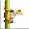 Artland Glasbild »Frosch umfasst einen Pflanzenstengel«, Wassertiere, (1 St.)