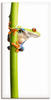 Artland Wandbild »Frosch umfasst einen Pflanzenstengel«, Wassertiere, (1...