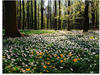 Artland Glasbild »Frühlingswald bedeckt mit Windröschen«, Wald, (1 St.), in