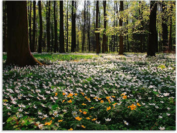 Art-Land Frühlingswald bedeckt mit Windröschen 80x60cm (44167067-0)