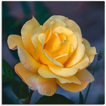 Art-Land Gelbe Rose 40x40cm (86778312-0)