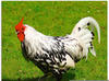 Artland Glasbild »Gepunktetes Huhn«, Vögel, (1 St.)