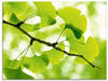 Artland Glasbild »Ginkgo«, Blätter, (1 St.), in verschiedenen Größen