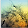 Artland Glasbild »Goldener Sonnenuntergang und Pusteblumen«, Blumen, (1 St.), in