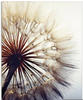 Artland Glasbild »Große Pusteblume«, Blumen, (1 St.), in verschiedenen Größen