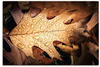 Art-Land Herbstblatt mit Regentropfen 90x60cm (29697831-0)