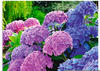 Artland Wandbild »Hortensien im Garten«, Blumen, (1 St.), als Alubild, Outdoorbild,