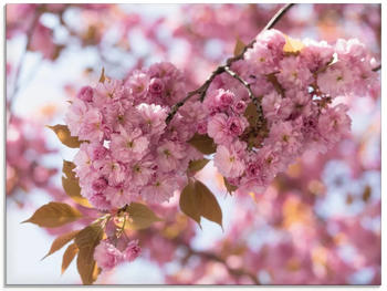 Art-Land Japanische Kirschblüte in Love I 80x60cm (86775750-0)