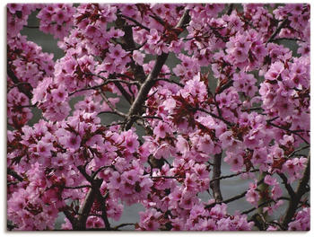Art-Land Japanische Zierkirschen Blüte 60x45cm (64799646-0)