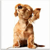 Artland Glasbild »Junger Hund hört Musik über Kopfhörer«, Haustiere, (1 St.), in