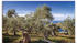 Art-Land Olivenhain in der Serra de Tramuntana 90x60cm (30961913-0)