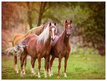 Art-Land Pferde in den Feldern I 80x60cm (44662509-0)