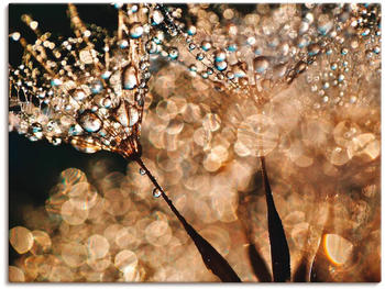 Art-Land Pusteblume Goldschimmer 80x60cm (39240219-0)