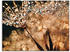 Art-Land Pusteblume Goldschimmer 80x60cm (39240219-0)