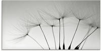 Artland Glasbild "Pusteblumen-Samen I" Blumen 1 Stk. tlg. in verschiedenen...