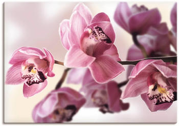 Art-Land Rosa Orchidee 70x50cm (25543407-0)