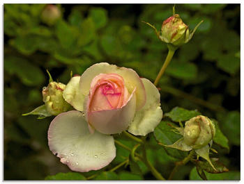 Art-Land Rosa Rose 80x60cm (84275055-0)