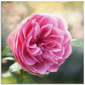 Art-Land Rosa Rose im Gegenlicht 40x40cm (10558446-0)