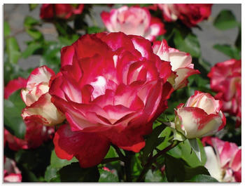 Art-Land Rot weiße Rosenblüte 80x60cm (30182329-0)
