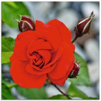 Art-Land Rote Rosenblüte mit Knospen 40x40cm (14791907-0)