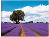 Artland Wandbild »Schönes Lavendelfeld im Sommer«, Felder, (1 St.), als...
