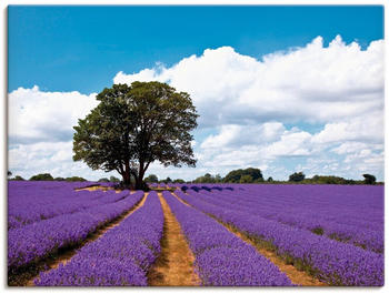 Art-Land Schönes Lavendelfeld im Sommer 60x45cm (85308639-0)