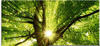 Artland Glasbild »Sonne strahlt explosiv durch den Baum«, Bäume, (1 St.), in