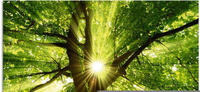 Artland Glasbild "Sonne strahlt explosiv durch den Baum" B&auml;ume 1 Stk. tlg. in