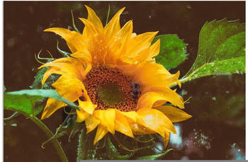 Art-Land Sonnenblume 60x80cm (19951409-0)