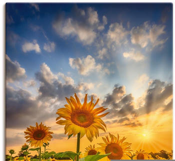 Art-Land Sonnenblumen im Sonnenuntergang 60x90cm (49333301-0)