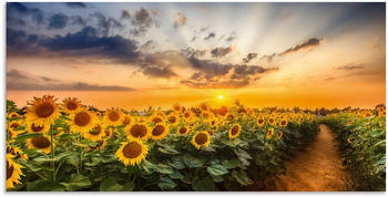 Art-Land Sonnenblumenfeld bei Sonnenuntergang 150x75cm (28931147-0)
