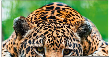 Art-Land Südamerikanischer Jaguar 40x40cm (14834241-0)