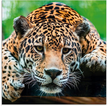 Art-Land Südamerikanischer Jaguar 50x50cm (75345753-0)