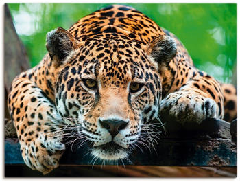 Art-Land Südamerikanischer Jaguar 80x60cm (96249111-0)