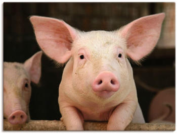 Art-Land Vorwitziges Schwein 40x30cm (94579419-0)