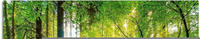 Artland Glasbild "Wald mit Bach" Wald 1 Stk. tlg. in verschiedenen Gr&ouml;&szlig;en