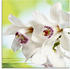 Art-Land Weiße Orchidee 20x20cm (18279521-0)
