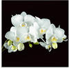 Artland Glasbild »Weiße Orchidee auf schwarzem Hintergrund«, Blumen, (1 St.), in