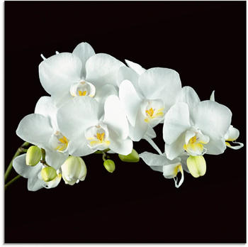 Art-Land Weiße Orchidee auf schwarzem Hintergrund 20x20cm (82395523-0)