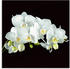 Art-Land Weiße Orchidee auf schwarzem Hintergrund 20x20cm (82395523-0)