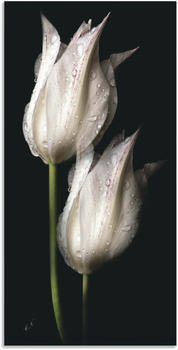 Art-Land Weiße Tulpen in der Nacht 20x40cm (62389119-0)