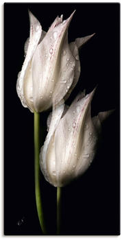 Art-Land Weiße Tulpen in der Nacht 30x60cm (15637011-0)