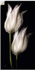 Artland Wandbild »Weiße Tulpen in der Nacht«, Blumenbilder, (1 St.), als...