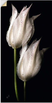 Art-Land Weiße Tulpen in der Nacht 50x100cm (64324710-0)