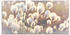 Art-Land Wollgraszauber im Moor 100x50cm (44351714-0)